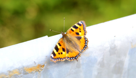 closeup of an orange and black butterfly by daylight in natureの写真素材