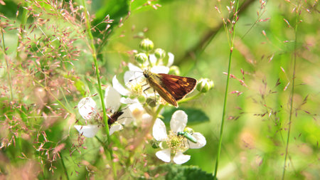 closeup of an orange and black butterfly and two other insects by daylight sitting on plants