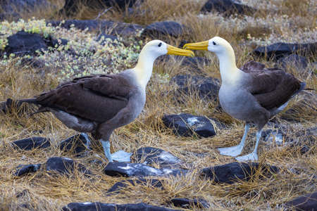 The Waved Albatross (Phoebastria irrorata), Performing a ritualized mating dance that involves bowing, bill circling, swaying, honking, bill clicking and whistling.の写真素材