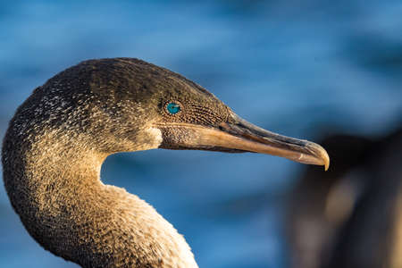 The flightless cormorant, endemic to the Galapagos Islands, is seen in close up with its bright turquoise eye. This beautiful sea-bird was seen in Punta Espinoza on Fernandina Islandの写真素材