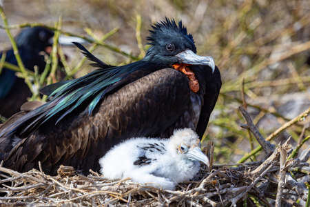 A great frigate bird nests with a chick at Darwin Bay on Genovesa Island, Galapagos. The great frigate bird has a green sheen on the scapular feathers and a white color on the neck. The chick is beginの写真素材