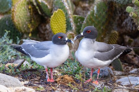 Two Swallow tailed gulls  (Creagrus furcatus) photographed at Darwin Bay on Genovesa Island, Galapagos National Park, Ecuador. These are equatorial seabirds of the gull family, Laridae. Galapagosの写真素材