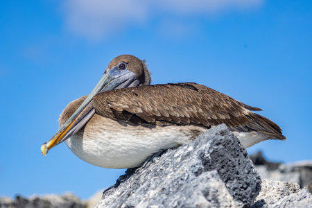 The Galapagos brown pelican (Pelecanus occidentalis urinator) is endemic to the Galapagos. It's a...