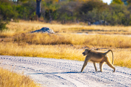Baboon monkey (Papio cynocephalus) walking in Hwange National Park, Zimbabweの写真素材