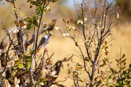 Oxpecker bird (Buphagus) on branch, Hwange National Park, Zimbabwe Africaの写真素材