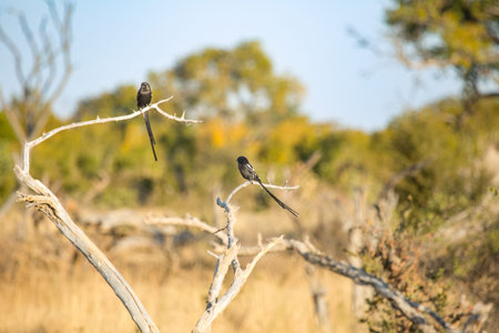 Two African long-tailed Shrike, magpie shrike (Urolestes melanoleucus) is a species of bird in the...