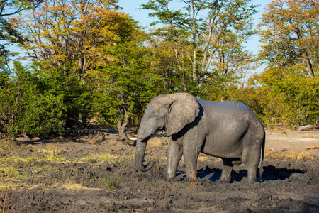 Elephant taking a mud bath, Hwange National Park, Zimbabwe Africa