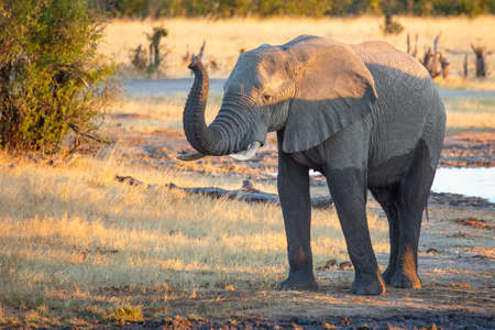 Young African elephant with trunk raised. Nehibma watering hole, Hwange National Park, Zimbabwe Africaの写真素材