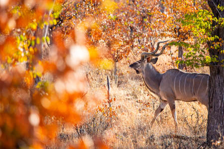 Greater Kudu Male, Hwange National Park, Zimbabwe Africaの写真素材