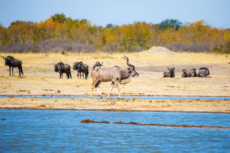 Greater Kudu buck antelope and wildebeest at watering hole. Nyamandlovu Pan, Hwange National Park, Zimbabwe Africaの写真素材