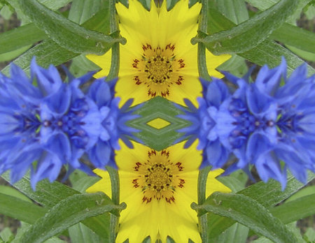 yellow blue flowerの写真素材