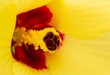 Yellow flower in springの写真素材