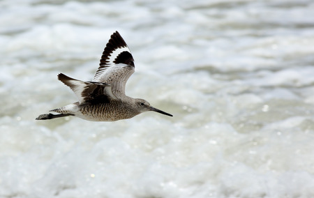 Willet flying over breaking wavesの写真素材