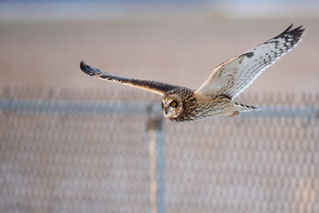 Short-eared owl flying with wings extended past a fenceの写真素材