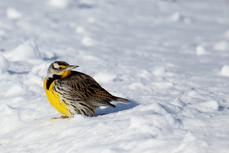 One Eastern Meadowlark standing on snowの写真素材