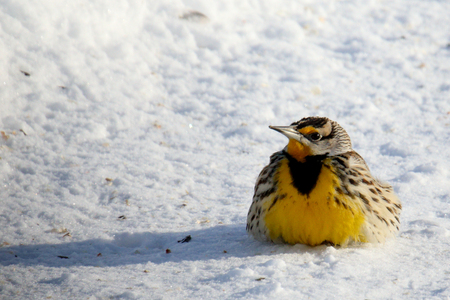 One Eastern Meadowlark resting on snowの写真素材