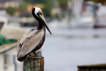 One brown pelican sitting on a postの写真素材
