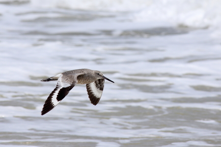 Willet flying over surfの写真素材