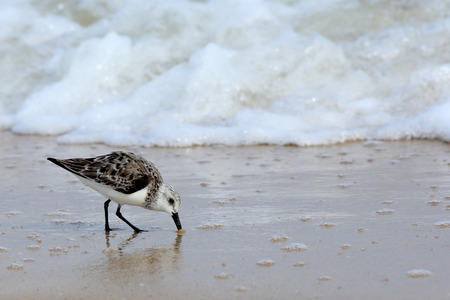 One Sanderling walking on a beachの写真素材