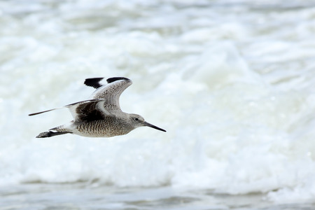 One Willet flying close to surfの写真素材