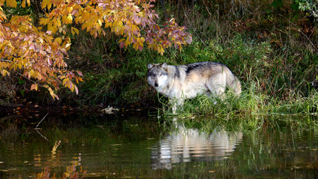 Wolf and it's reflection at a pond