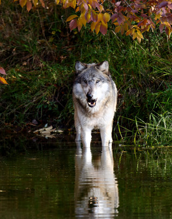 Wolf and it's reflection at a pond