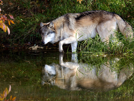 Wolf and it's reflection at a pond