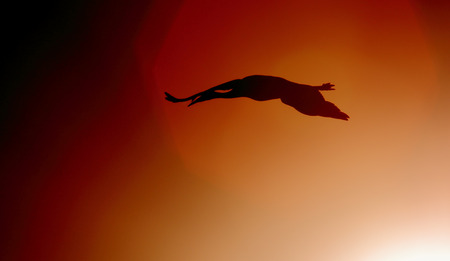 Silhouette of a single Sandhill crane flying near the sunの写真素材