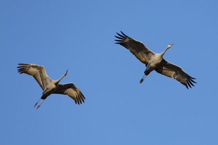 Two Sandhill cranes flying against a blue skyの写真素材