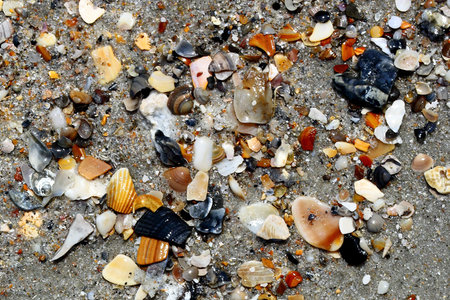 A variety of seashells on beach sand
