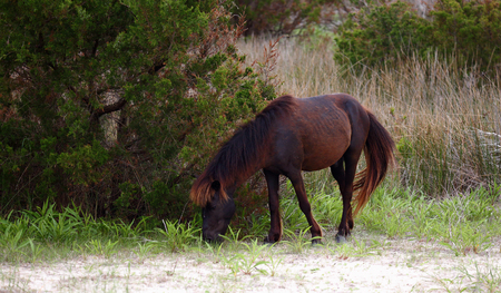The Wild mustangs of Shackleford Banks, North Carolinaの写真素材