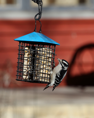 One Downy woodpecker at a suet feederの写真素材