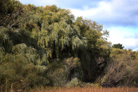 Willow trees at edge of a marsh in autumnの写真素材