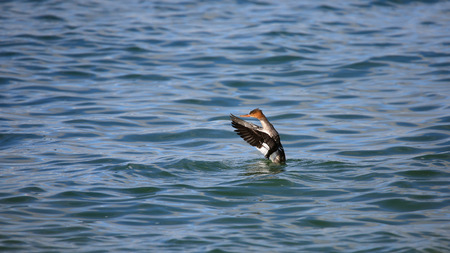 Red-breasted merganser flapping wings in blue waterの写真素材