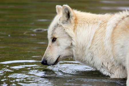 Portrait of a blond wolf with water for backgroundの写真素材