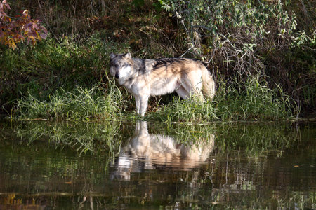 One wolf posing at waters edge with reflection