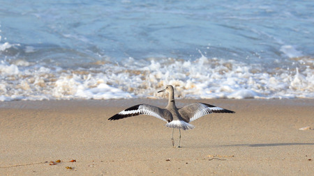 One willet on a beach with wings extended and surf in the backgroundの写真素材