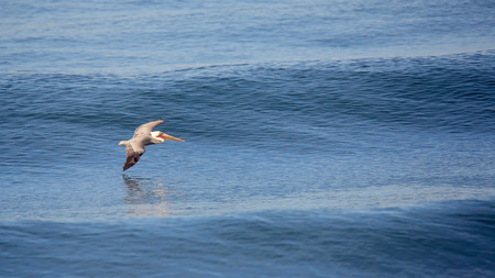 One pelican glides over a calm blue oceanの写真素材
