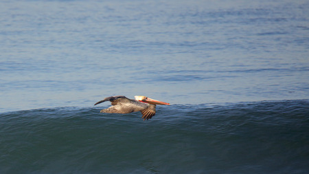 One pelican glides over a calm blue oceanの写真素材