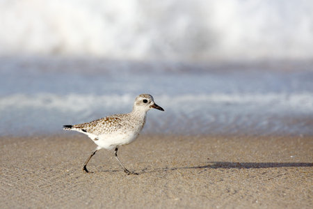 One sanderling walking at waters edge on beach