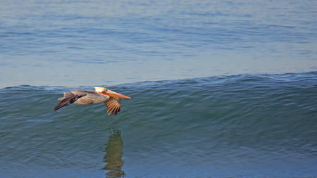 One pelican glides over a calm blue oceanの写真素材