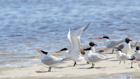 Terns on a sandbar in the gulf with wing extendedの写真素材