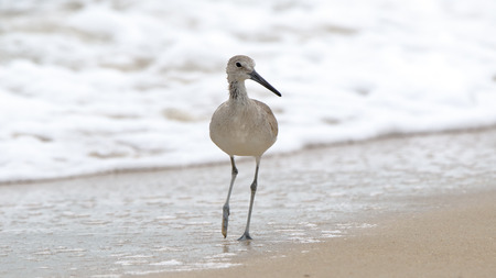 One willet walking at the edge of surfの写真素材