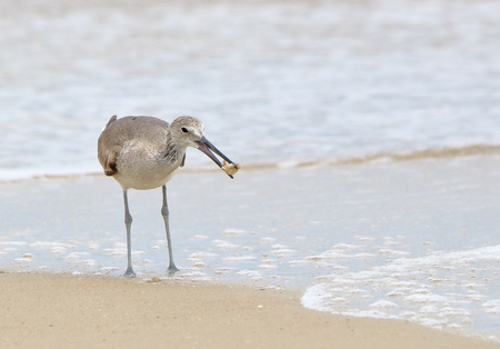 One willet walking at the edge of surfの写真素材