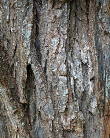Detail of old tree bark in a park in Ontario