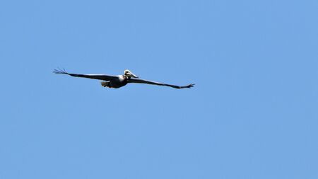 One brown pelican gliding in a blue sky.のeditorial素材