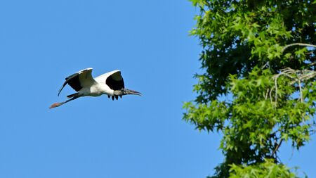 One wood stork flyingの写真素材