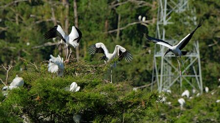 Three wood storks ready for a landing in a rookeryの写真素材