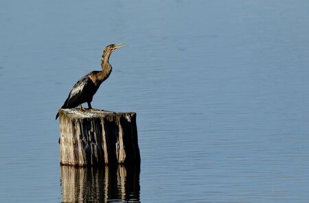 One anhinga sitting on a tree stump in a pond in the Harris Neck National Wildlife Refuge, Georgiaの写真素材