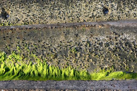 Concrete blocks used to form a breakwater at the south end of Tybee Island Georgia, with barnacles and seaweed.の写真素材